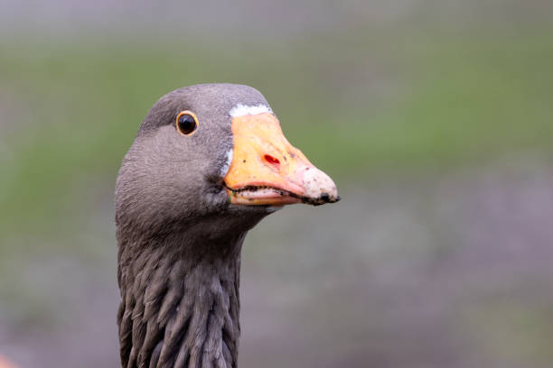 istock Greylag Goose (Anser anser), commonly found in wetlands, lakes, and fields, Lough, Cork 2194775619