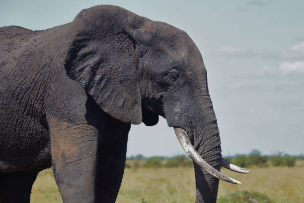 istock Afrikanischer Elefant / African elephant / Loxodonta africana 2194776441