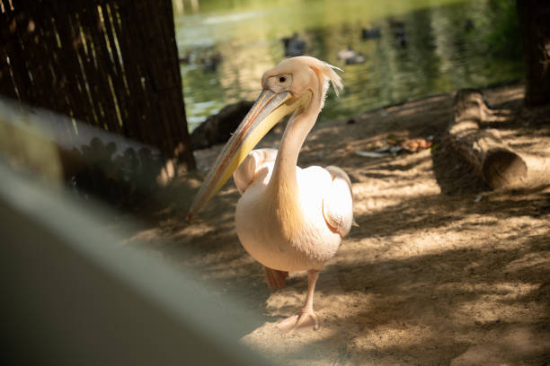 istock Pelicans seen up close at the zoo 2194776487