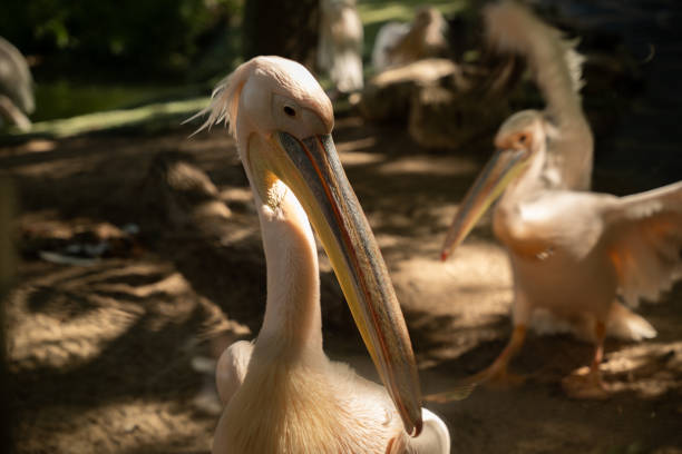 istock Pelicans seen up close at the zoo 2194776495