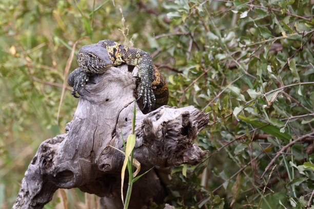 istock Nilwaran / Nile monitor / Varanus niloticus 2194776841