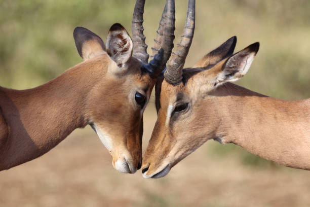istock Schwarzfersenantilope / Impala / Aepyceros melampus 2194777642