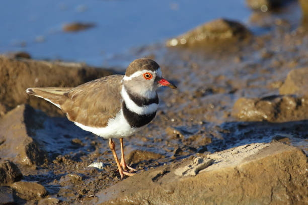 istock Dreibandregenpfeifer / Three-banded plover or Three-banded sandplover / Charadrius tricollaris 2194777758