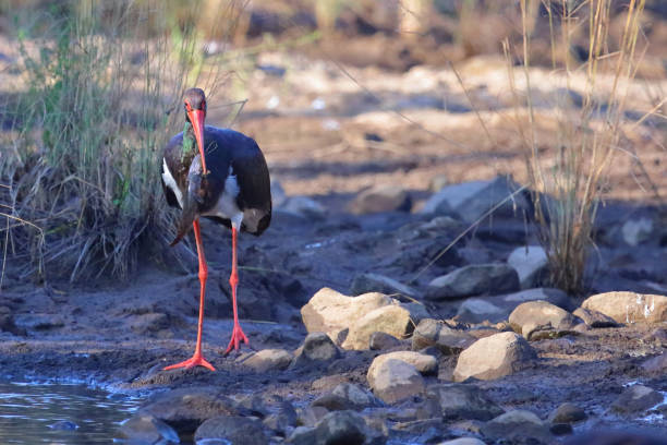 Schwarzstorch / Black Stork / Ciconia nigra