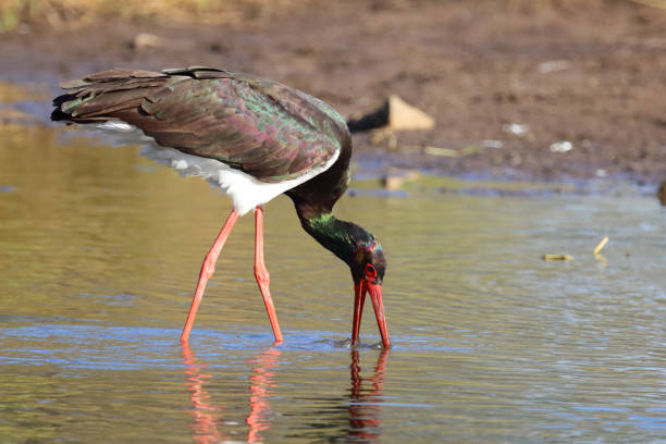 istock Schwarzstorch / Black Stork / Ciconia nigra 2194777785