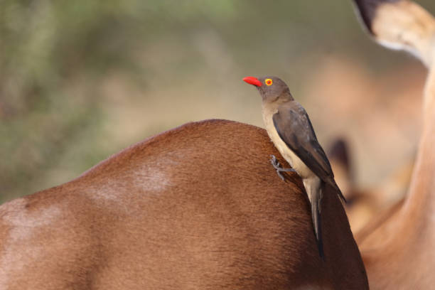 istock Rotschnabel-Madenhacker / Red-billed oxpecker / Buphagus erythrorhynchus 2194777898