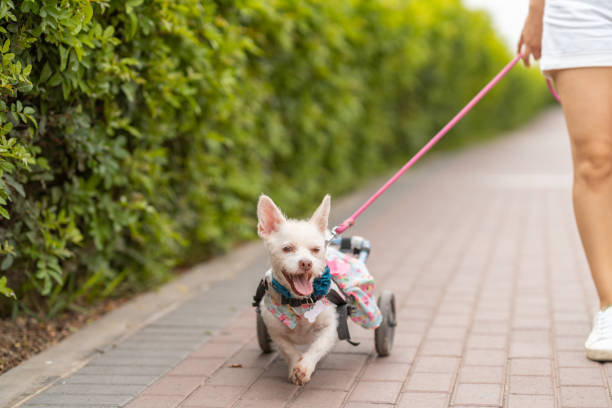 Small white dog with wheels happily strolling alongside its female owner on a warm summer afternoon, enjoying the outdoors together