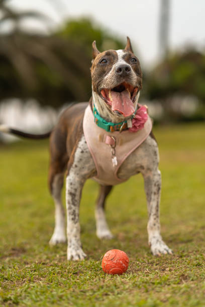istock Happy pit bull terrier standing on grass with ball 2194778159
