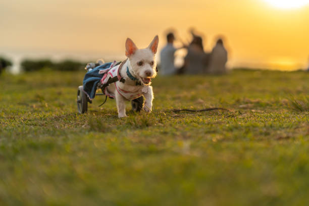 istock Happy handicapped dog walking in wheels at sunset 2194778227