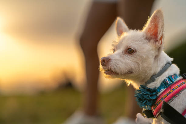 Small white dog wearing a colorful harness enjoys a walk with its owner during a beautiful sunset