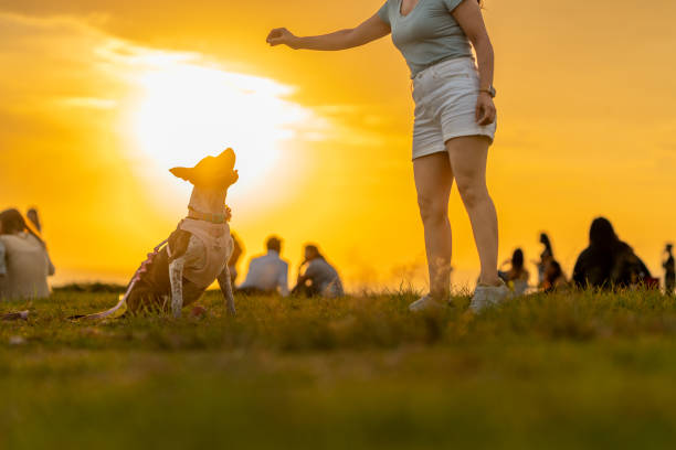Woman training her dog in a park, enjoying the stunning golden hues of sunset, surrounded by nature's beauty and vibrant colors