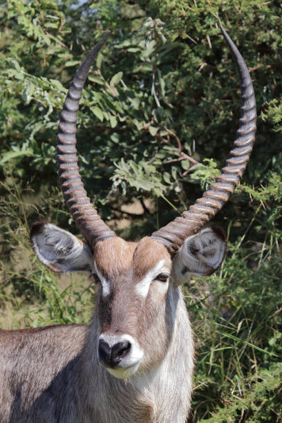 istock Wasserbock / Waterbuck / Kobus ellipsiprymnus 2194778327