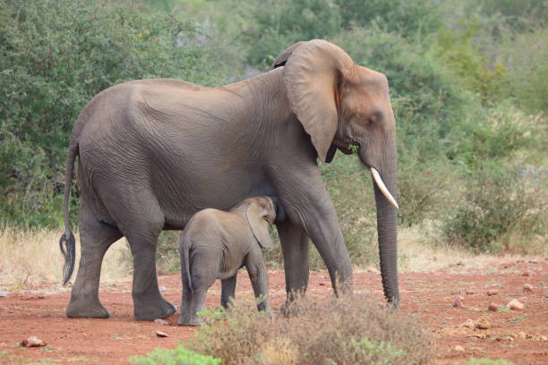 istock Afrikanischer Elefant / African elephant / Loxodonta africana 2194778399