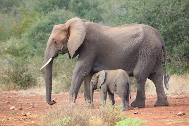 istock Afrikanischer Elefant / African elephant / Loxodonta africana 2194778416