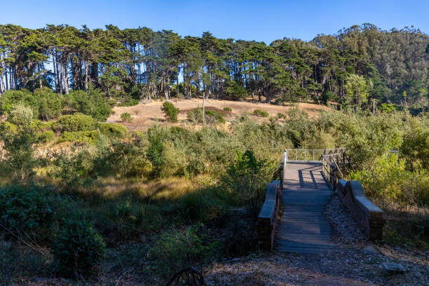 Andy Goldsworthy's Wood Line, San Francisco, California, USA