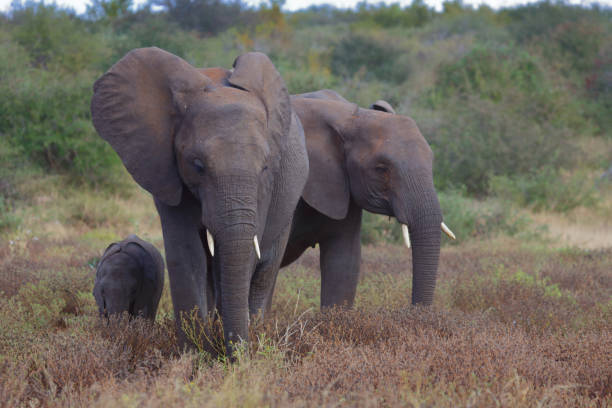 istock Afrikanischer Elefant / African elephant / Loxodonta africana 2194778478