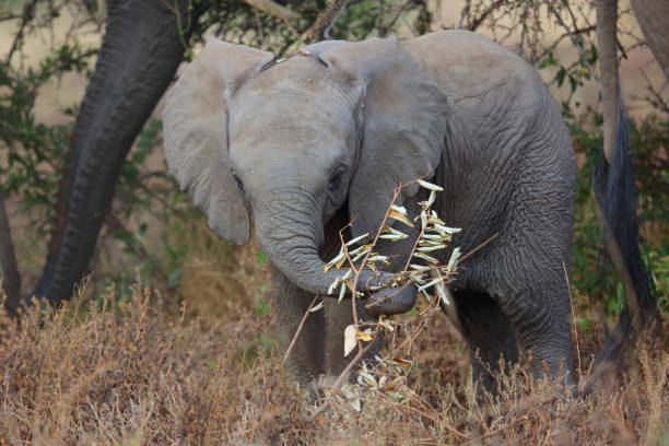 African Elephant and Acacia Tree 