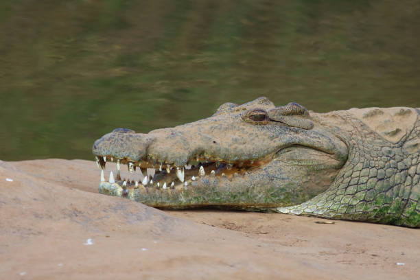 istock Nilkrokodil / Nile crocodile / Crocodylus niloticus 2194779486