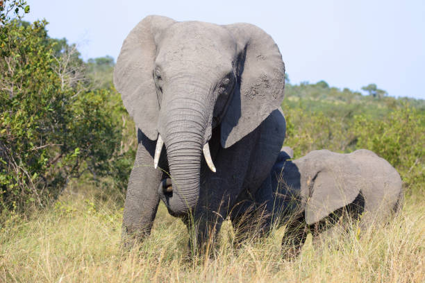 istock Afrikanischer Elefant / African elephant / Loxodonta africana 2194779490