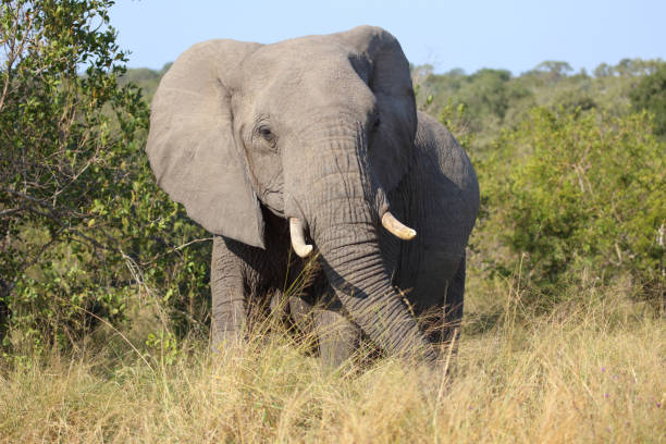 istock Afrikanischer Elefant / African elephant / Loxodonta africana 2194779667