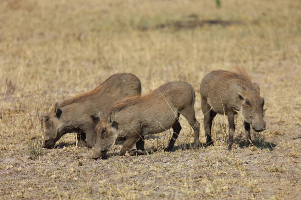 istock Warzenschwein / Warthog / Phacochoerus africanus 2194779909