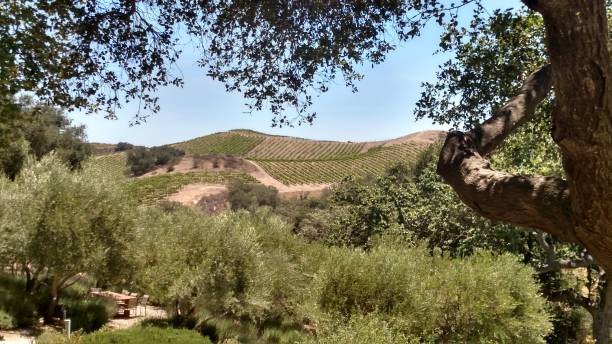 istock Lush green rolling hills and Live Oak Tree 2194779980