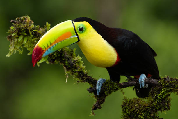 istock Toucan in Costa Rica 2194781955
