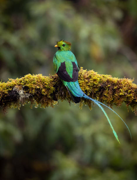 istock Resplendent Quetzal in Costa Rica 2194782032