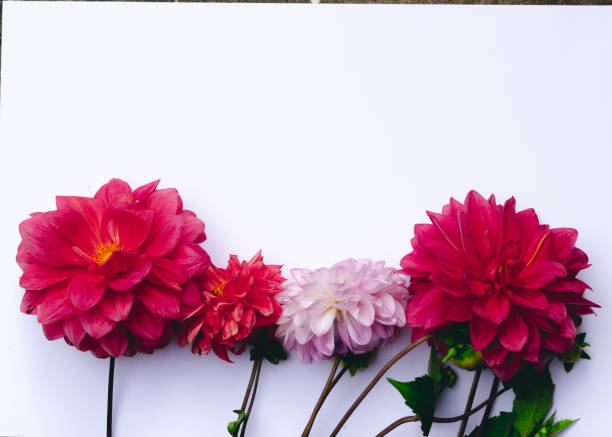 istock Dahlias Flower in white background 2194782036