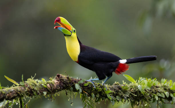 istock Toucan in Costa Rica 2194782252