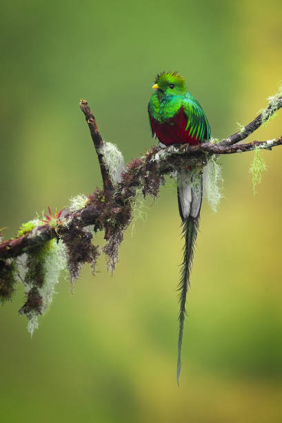 istock Resplendent Quetzal in Costa Rica 2194782256
