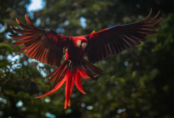 istock Scarlet Macaw in Costa Rica 2194782258