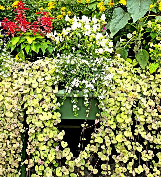 Draping leaves during summer in Auckland in a wintergarden