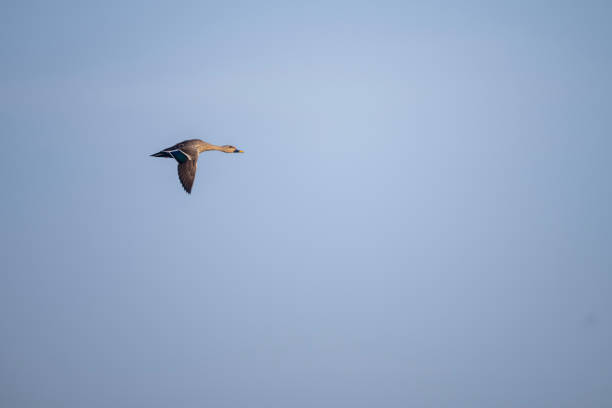 Indian Spot Billed Duck Flying