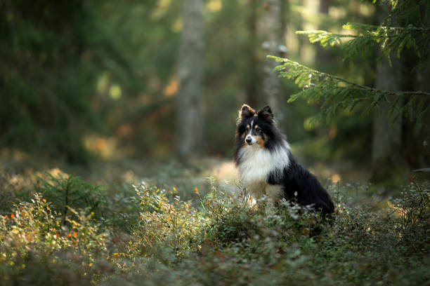 istock Shetland Sheepdog in a forest glade 2194784437