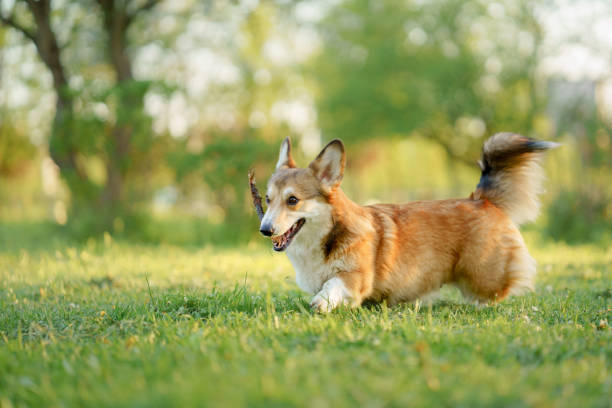 istock Corgi walking across sunlit field 2194784490