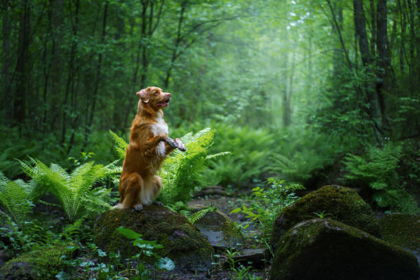istock Golden Retriever standing among ferns 2194784491