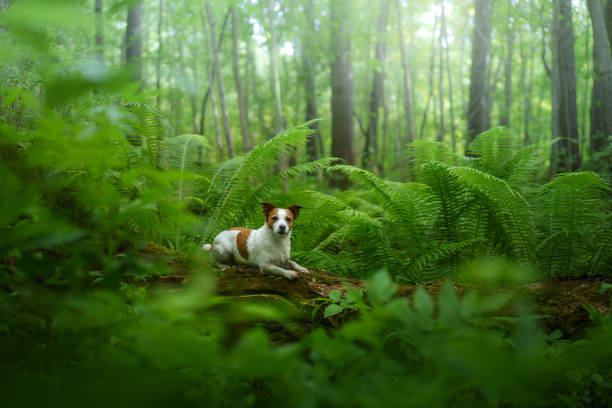 istock Small dog standing amidst ferns in forest 2194784494