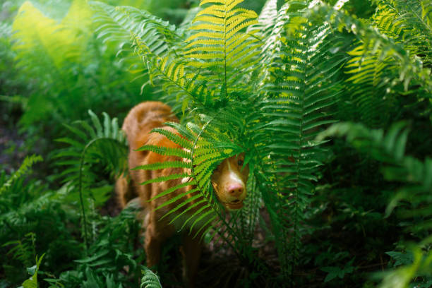 A Golden Retriever walks slowly through dense green ferns in a forest under soft light. The calm movement emphasizes the dog's gentle nature and the lush surroundings.