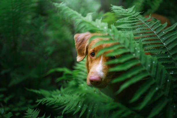 istock Golden Retriever walking through dense ferns 2194784504