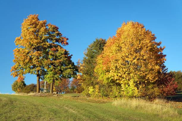istock yellow deciduous maple trees and cart road and crucifix 2194786227