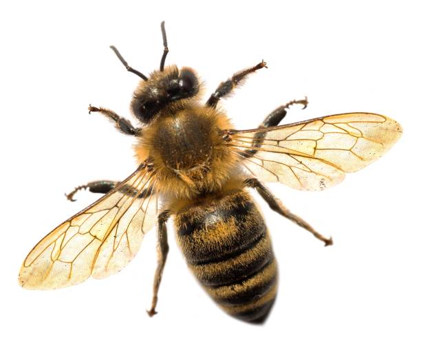 istock bee or honeybee in Latin Apis Mellifera on white 2194786507