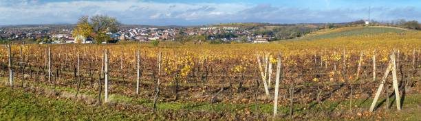 istock Velke Pavlovice among vineyards panoramic view 2194786533