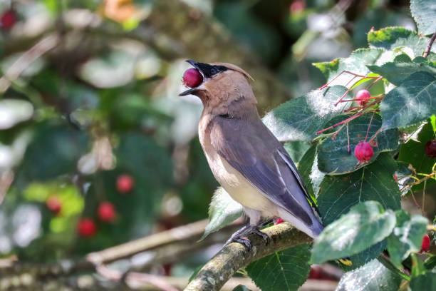 istock Cedar waxwing eating berries in a park 2194787870