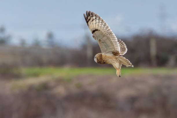 istock short-eared owl flying in winter 2194787887