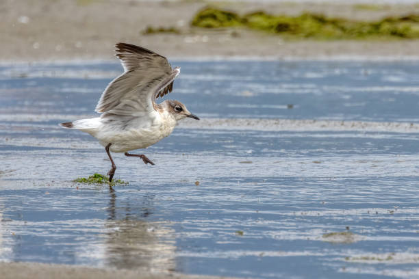 istock Franklin's Gull walking on the beach, Vancouver, BC, Canada 2194787895