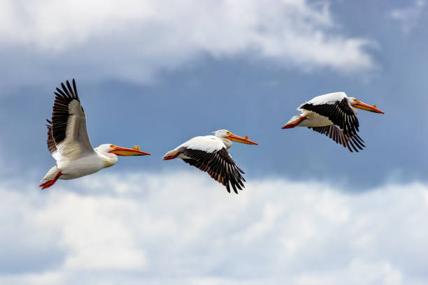 istock American White Pelicans in flight 2194787927
