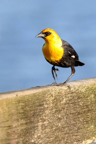 istock yellow headed blackbird, Burnaby, BC, Canada 2194787934