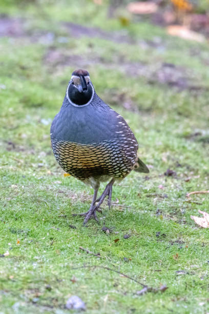 istock California Quail, Delta, BC, Canada 2194787945