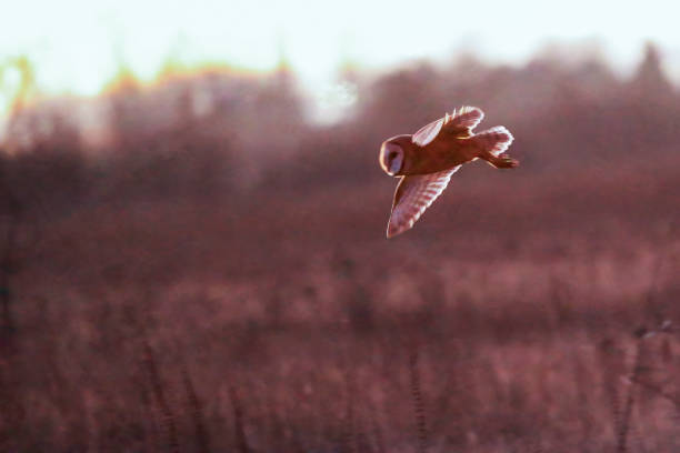 barn owl flying in Boundary Bay Beach, Delta, BC, Canada